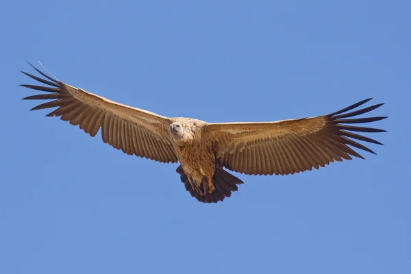 White gesteund Vulture in vlucht, Zuid-Afrika — Stockfoto