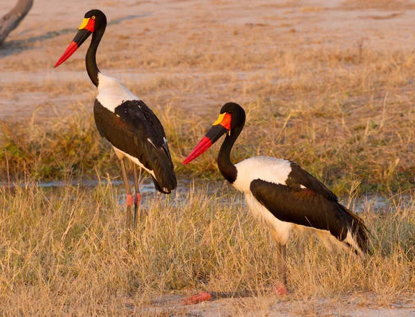 Πελαργός Saddlebilled ζευγάρι, Νότια Αφρική — Φωτογραφία Αρχείου