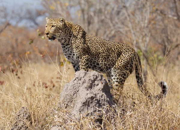 Leopardo sul termitaio, Sud Africa — Foto Stock