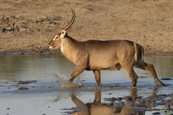 Männlicher Wasserbock (kobus ellipsiprymnus) spaziert durch wat — Stockfoto