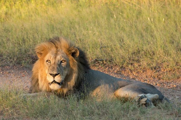पुरुष अफ्रीकी शेर, दक्षिण अफ्रीका — स्टॉक फ़ोटो, इमेज