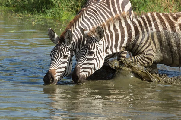 Pláně, Zebra, pít z řeky Seronera, Serengeti, Tanzanie — Stock fotografie