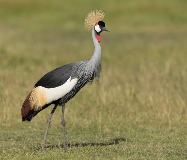 Vinç Kenya'daki Amboseli Ulusal Parkı içinde gri taç — Stok fotoğraf