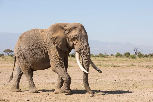 Elefante toro grande en Amboseli, Kenia — Foto de Stock