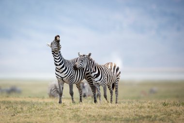 Two Plains Zebra fighting in the Ngorongoro Crater, Tanzania clipart