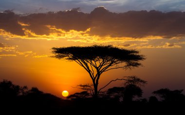 Günbatımı ve akasya ağacı içinde Serengeti, Tanzanya