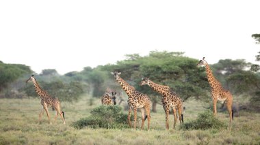 Masai zürafa Ndutu, Serengeti, Tanzanya içinde bir grup