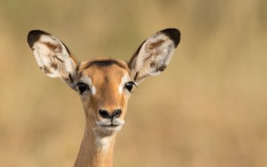 Kadın Impala, Serengeti, Tanzanya
