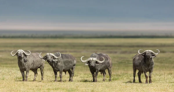 Čtyři býci Cape Buffalo v Ngorongoro Crater, Tanzanie — Stock fotografie