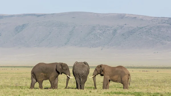 Três elefantes de touros na cratera de Ngorongoro, na Tanzânia — Fotografia de Stock