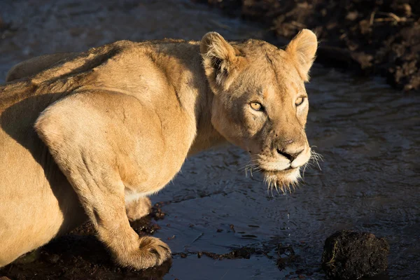 Leoa adulta bebendo água de um riacho na cratera de Ngorongoro — Fotografia de Stock