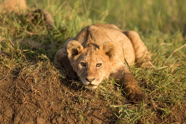Um filhote de leão na cratera de Ngorongoro, na Tanzânia — Fotografia de Stock
