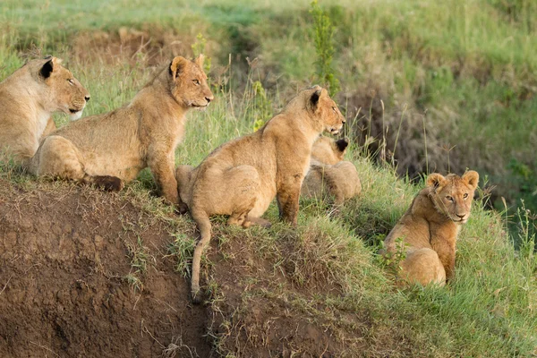 Pride afrických lvů v Ngorongoro Crater, Tanzanie — Stock fotografie