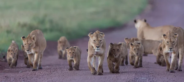 Pride afrických lvů v kráteru Ngorongoro v Tanzanii — Stock fotografie
