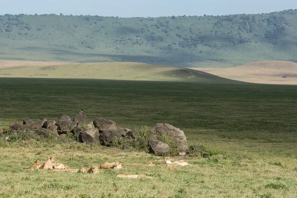 Fierté des Lions africains reposant dans le cratère de Ngorongoro en Tanzanie — Photo