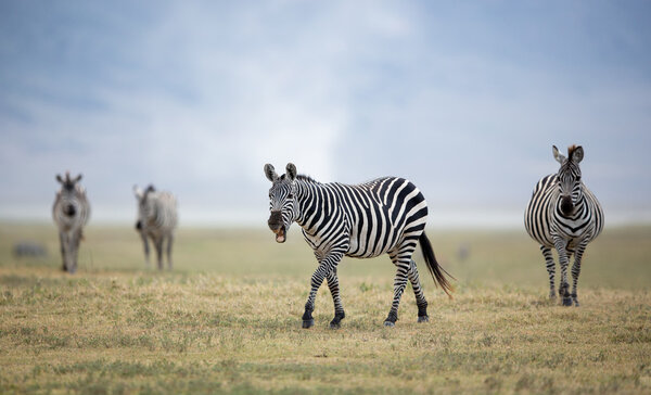 Adult Plains Zebra in the Ngorongoro Crater, Tanzania