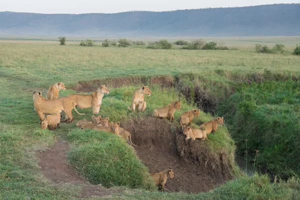 Pride of Lions in the Ngorongoro Crater, Tanzania