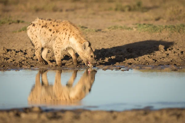 ブチハイエナ、セレンゲティ、タンザニアで水を飲む — ストック写真