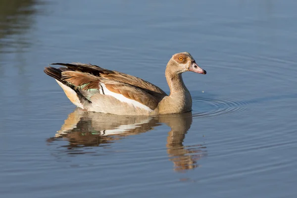 Eine ägyptische Gans auf dem Wasser in Ndutu, Serengeti, Tansania — Stockfoto