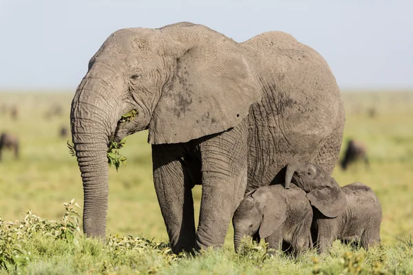 Elefante fêmea adulta alimentando-se com seus bebês gêmeos, Serengeti, Tanzânia — Fotografia de Stock