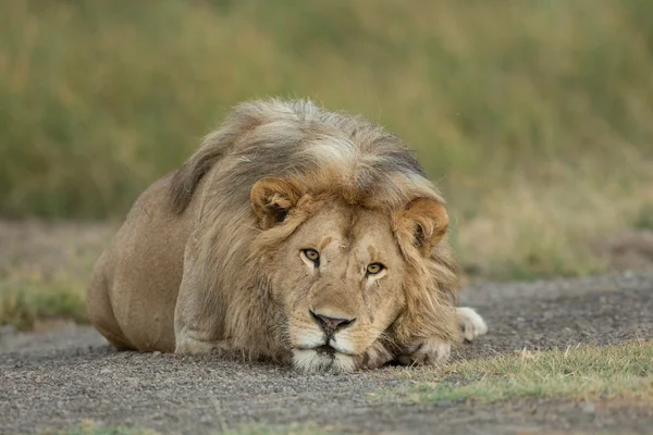 Mężczyzna lew odpoczynku w parku narodowym Serengeti, Tanzania — Zdjęcie stockowe