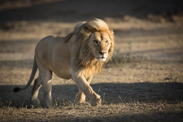 Mężczyzna lew patrolowania terytorium w Ndutu, Serengeti, Tanzania — Zdjęcie stockowe