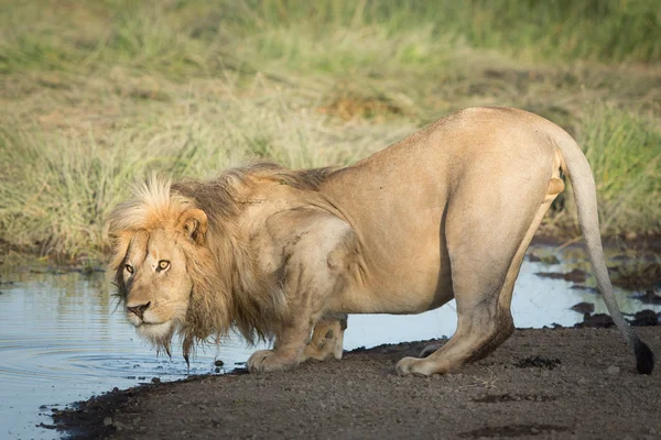 Jeden mężczyzna lwa afrykańskiego pitnej wody, Serengeti, Ndutu, Tanzania — Zdjęcie stockowe