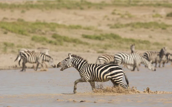 Zebra masculina correndo pela água, chamando, Serengeti, Tanzânia — Fotografia de Stock