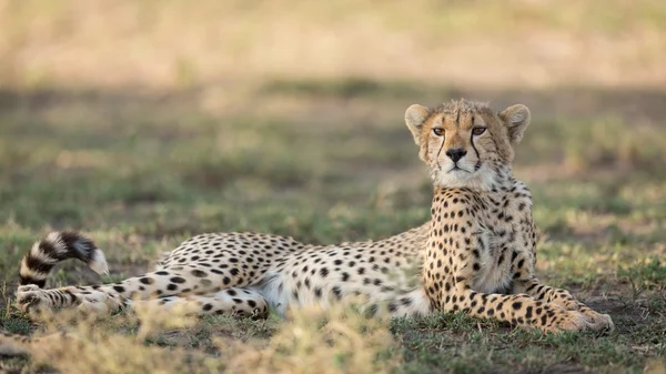 One sub adult Cheetah lying down alert, Ndutu, Serengeti, Tanzania — Stock Photo, Image