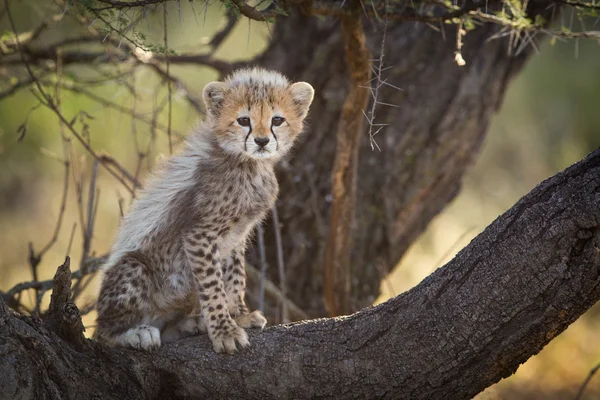 Cheetah cub in tree, Serengeti, Tanzania — Stock Photo, Image