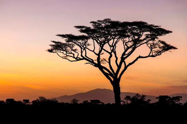 Lever de soleil dans le Serengeti, Tanzanie — Photo