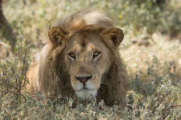 Mężczyzna lew portret, Serengeti National Park, Ndutu, Tanzania — Zdjęcie stockowe