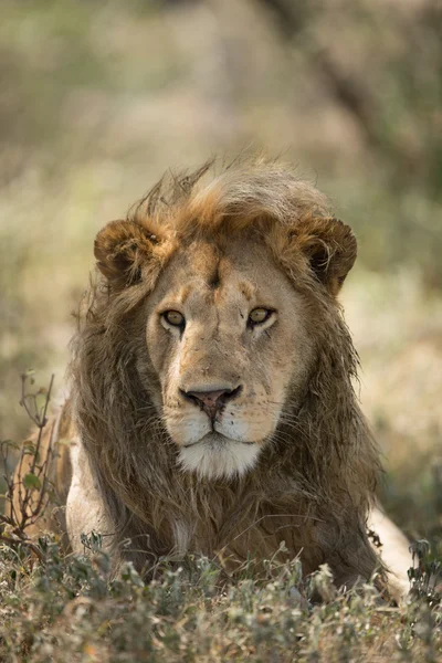 Männliches afrikanisches Löwenporträt, ndutu, serengeti, tansania — Stockfoto