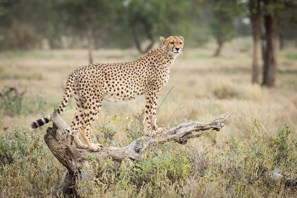 Jedno dospělé ženské gepard stojící na mrtvé přihlásit Ndutu, Serengeti, Tanzanie — Stock fotografie