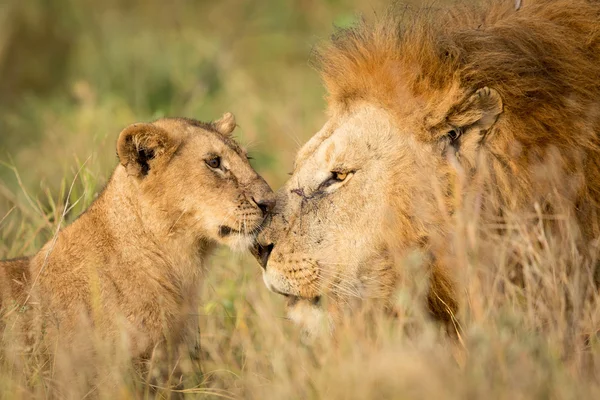 Joven cachorro de León saludando a un gran macho León en el Serengeti, Tanzania —  Fotos de Stock