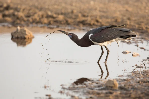 Bir Abdims leylek içme suyu, Serengeti, Tanzanya — Stok fotoğraf