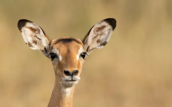 Kobiece Impala, Serengeti, Tanzania — Zdjęcie stockowe