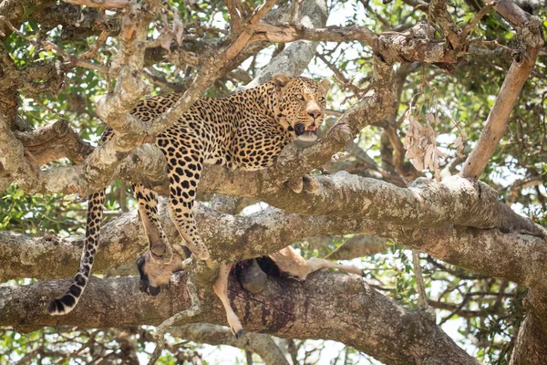 Leopardo africano maschio su un albero con uccisione, Serengeti, Tanzania — Foto Stock