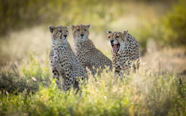 Cheetah femminile e i suoi due cuccioli subadulti, Ndutu, Serengeti, Tanzania — Foto Stock