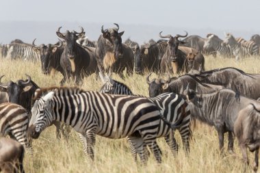 Manda ve Zebra Serengeti, Tanzanya içinde geçiş sürüsü