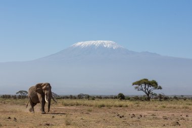 Kilimanjaro arka planda, Amboseli, Kenya ile boğa fil
