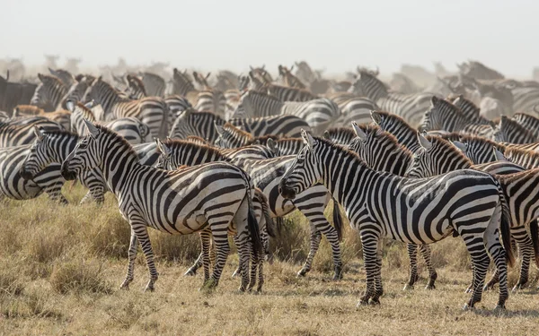 Herd of Plains Zebra in the Serengeti, Tanzania — Stock Photo, Image