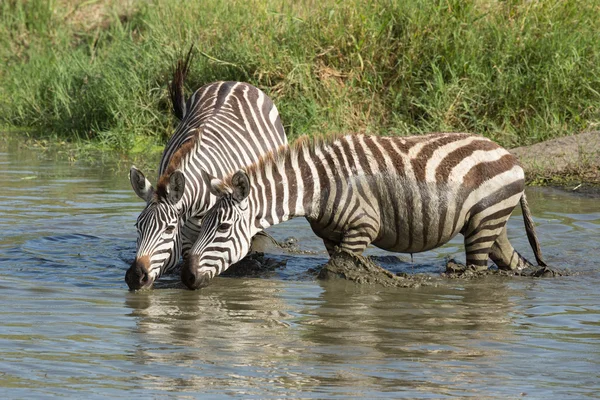 Duas planícies Zebra água potável no Serengeti, na Tanzânia — Fotografia de Stock