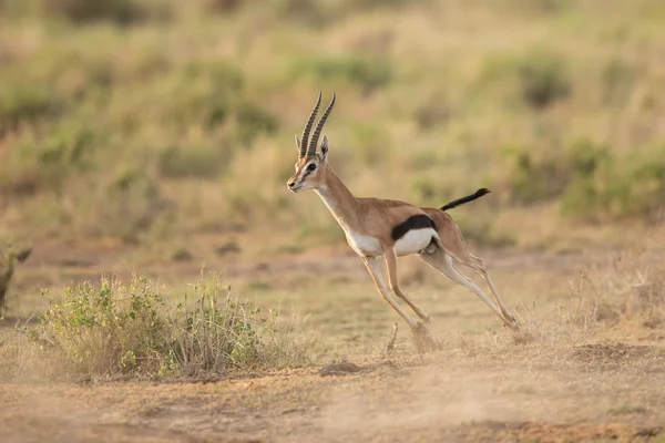 Männliche thompson gazelle läuft im amboseli nationalpark, kenia — Stockfoto