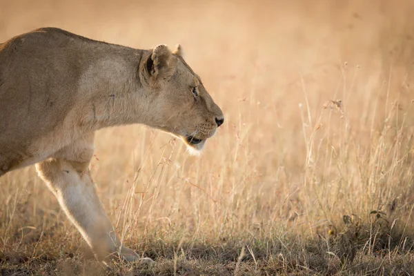 Leoa africana feminina, perseguindo a grama em Serengeti, Tanzânia — Fotografia de Stock