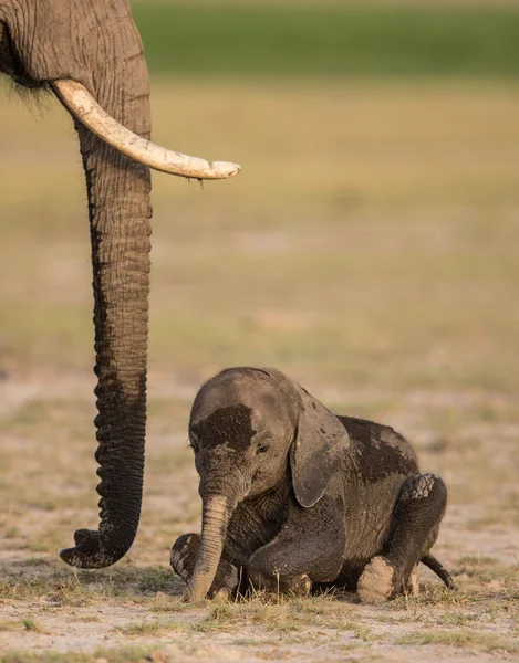 Elefante bebé acostado en el Parque Nacional Amboseli, Kenia — Foto de Stock