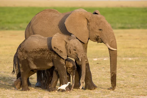 Elefantes africanos, Amboseli, Kenia — Foto de Stock