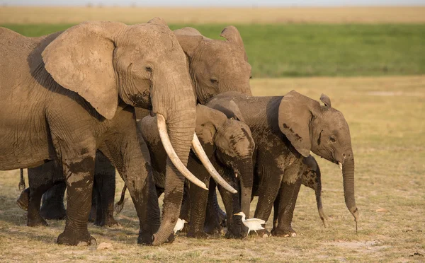 Manada de elefantes en Amboseli, Kenia — Foto de Stock