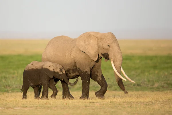 Elefante africano madre y ternera, Amboseli, Kenia — Foto de Stock