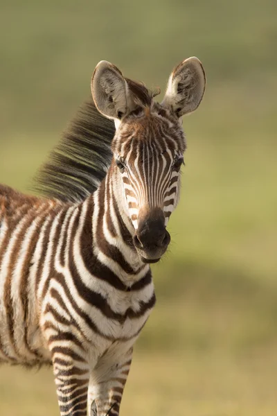 Bebê Zebra no Parque Nacional Amboseli, Quênia — Fotografia de Stock